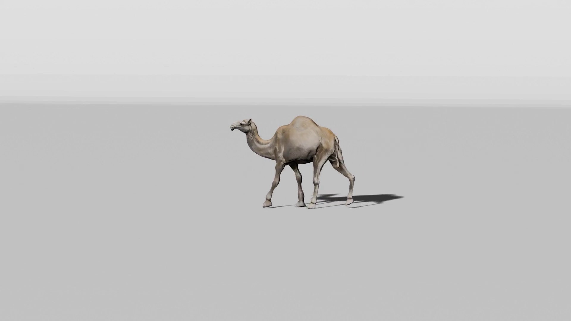 3D Rigged and Animated Arabian Camel Model 3D model https://p.turbosquid.com/ts-thumb/eu/pAClH0/5t/112/png/1738079577/1920x1080/fit_q87/d7d5a50aa3f04093053ee63830b521b1660b8ea6/112.jpg