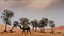 Model 3D wielbłąda arabskiego zmontowany i animowany