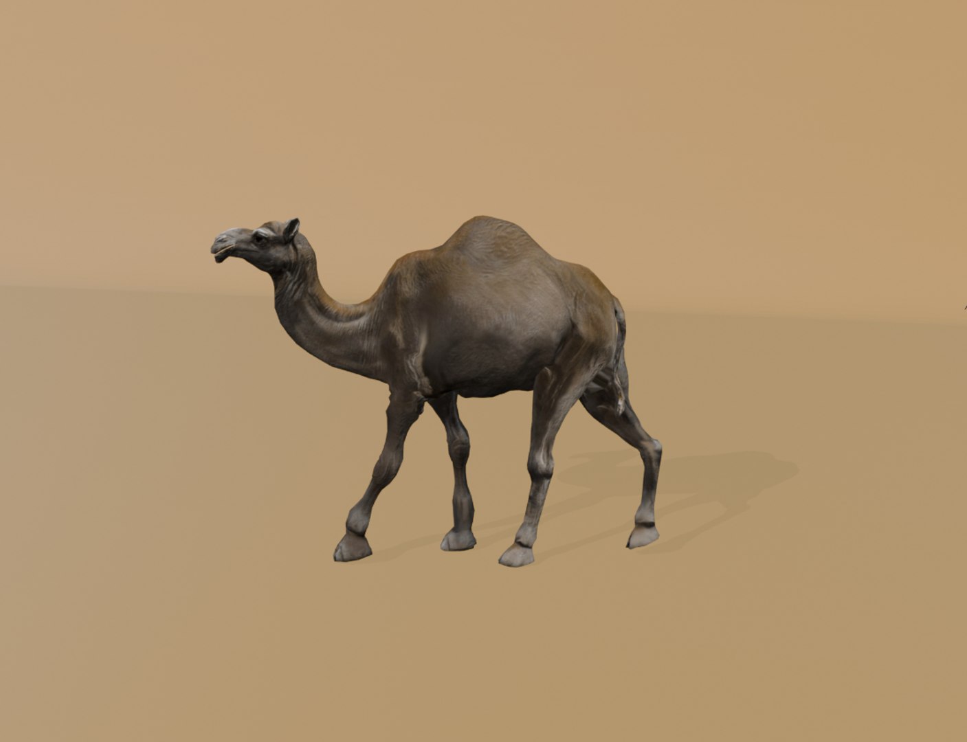 3D Rigged and Animated Arabian Camel Model 3D model https://p.turbosquid.com/ts-thumb/eu/pAClH0/kS/19/png/1738079571/1920x1080/fit_q87/0394cf92c71898d2f55395a920a5b37384d4934b/19.jpg