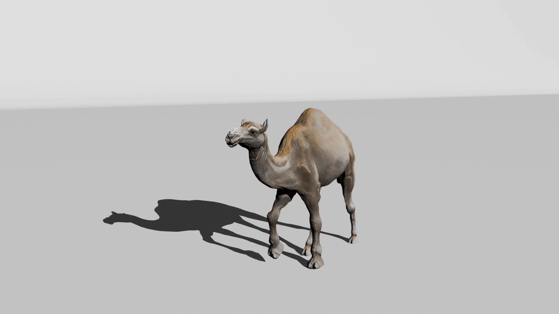 3D Rigged and Animated Arabian Camel Model 3D model https://p.turbosquid.com/ts-thumb/eu/pAClH0/lS/111/png/1738079575/1920x1080/fit_q87/ed74886da1c41bca69499575cd6a41db962c6595/111.jpg