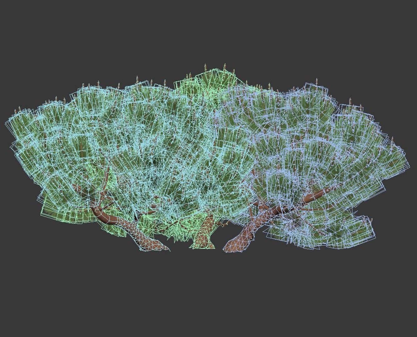 3D model pinus mugo tree cm https://p.turbosquid.com/ts-thumb/eu/qp6ZNp/6wfyIot8/pinusmugo10/jpg/1557336698/1920x1080/fit_q87/e37cb13ef935c95d7fff4fe351d8779eefa45821/pinusmugo10.jpg