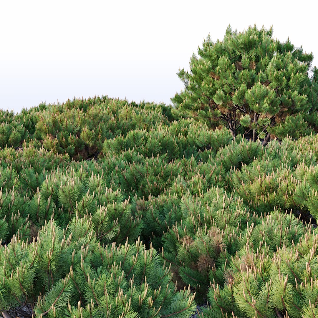 3D model pinus mugo tree cm https://p.turbosquid.com/ts-thumb/eu/qp6ZNp/F0IgBg6G/pinusmugo9/jpg/1557336607/1920x1080/fit_q87/1472fbca7c588196887cd795a7b7a3f579594af1/pinusmugo9.jpg