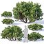Pinus mugo # 2 H50-100 cm