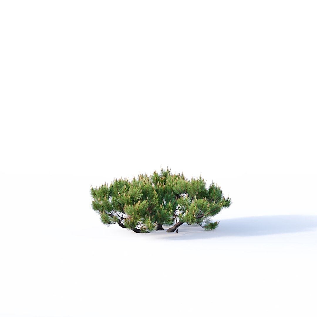 3D model pinus mugo tree cm https://p.turbosquid.com/ts-thumb/eu/qp6ZNp/RWzVlwx8/pinusmugo5/jpg/1557336607/1920x1080/fit_q87/f1c7e4090ff02d49054163c1c83ef70c7d03d436/pinusmugo5.jpg