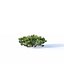 Pinus mugo # 2 H50-100 cm
