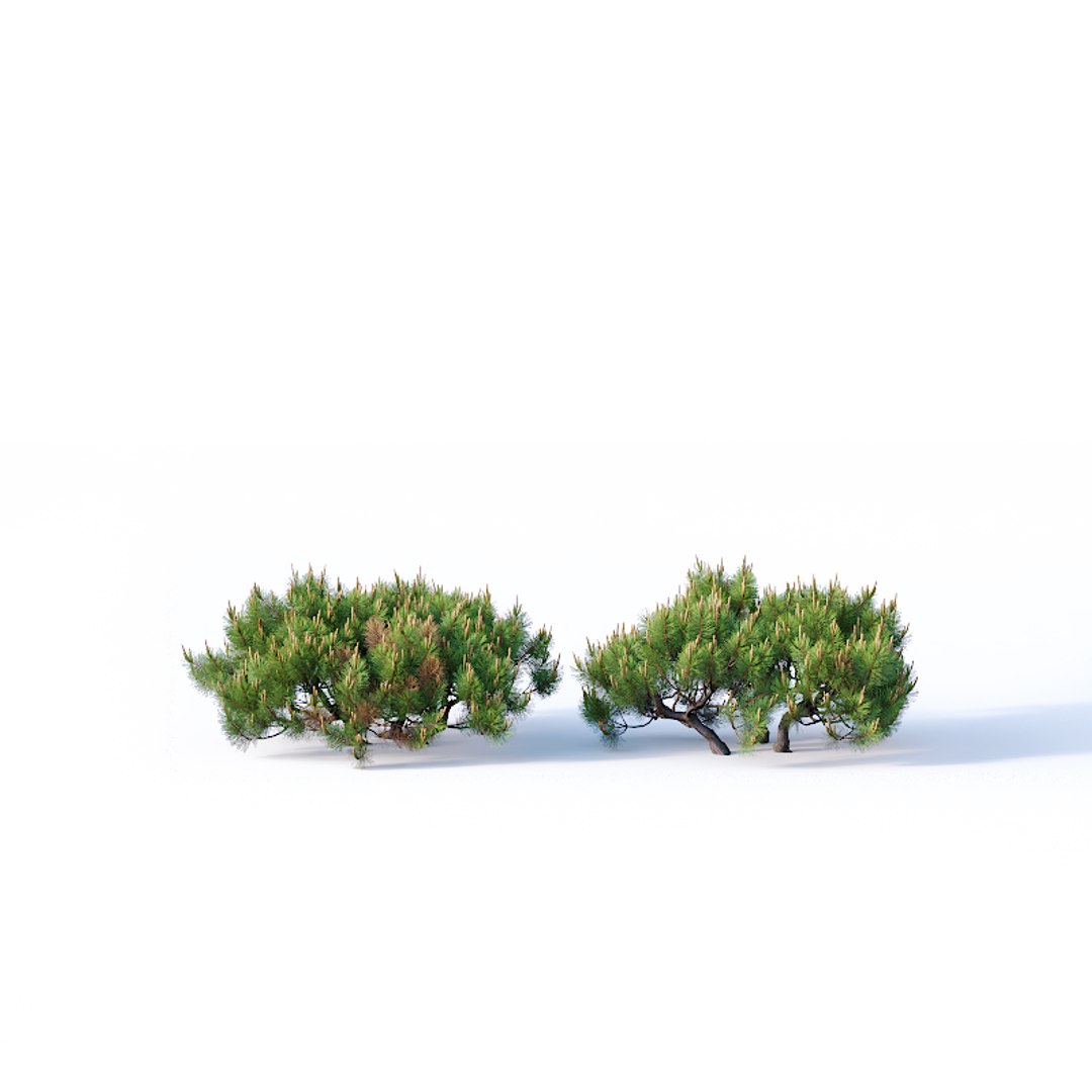 3D model pinus mugo tree cm https://p.turbosquid.com/ts-thumb/eu/qp6ZNp/pzmprcjW/pinusmugo4b/jpg/1557336607/1920x1080/fit_q87/841d55b2c9f4e28c41af68b8dc932a112614044f/pinusmugo4b.jpg
