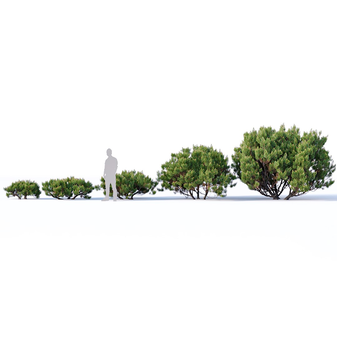 3D model pinus mugo tree cm https://p.turbosquid.com/ts-thumb/eu/qp6ZNp/s0V1Nvh9/pinusmugo3/jpg/1557336607/1920x1080/fit_q87/cfaed092a1e134ce5f2740f10e488d4b0971ec28/pinusmugo3.jpg