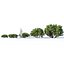 Pinus mugo # 2 H50-100 cm