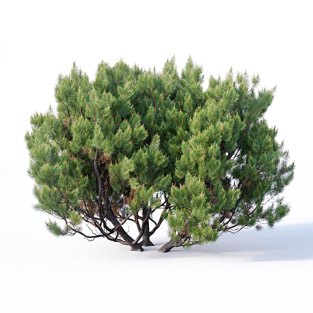 3D model pinus mugo tree cm https://p.turbosquid.com/ts-thumb/eu/qp6ZNp/stZTv6eJ/pinusmugo7/jpg/1557336607/1920x1080/fit_q87/4f0af884a41a129b0b6e5175c235e199f781f077/pinusmugo7.jpg