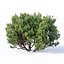 Pinus mugo # 2 H50-100 cm