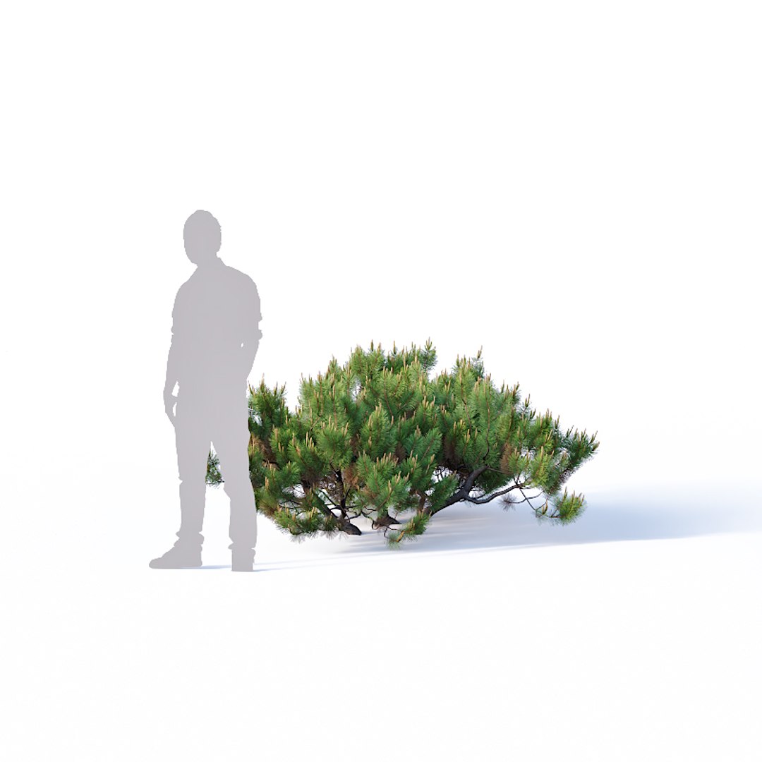 3D model pinus mugo tree cm https://p.turbosquid.com/ts-thumb/eu/qp6ZNp/wVKjxp1J/pinusmugo6/jpg/1557336607/1920x1080/fit_q87/32647b1daa0df43dbd342c6b68699272c756397d/pinusmugo6.jpg