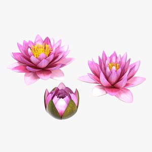 Nymphaea Siam Purple Set