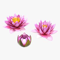 Nymphaea Siam Purple Set