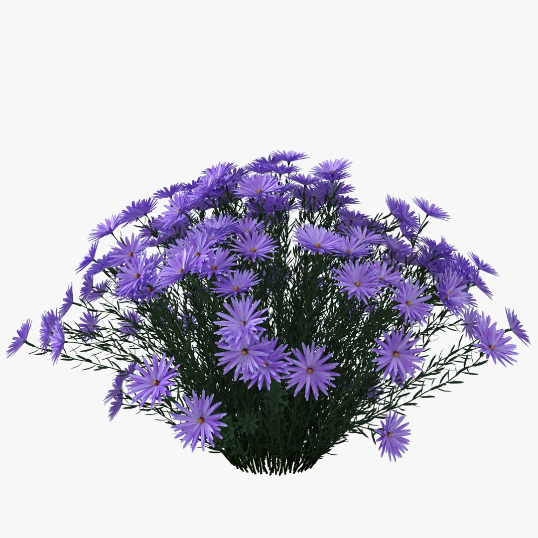 Aster dumosus lady blue model - TurboSquid 1414013