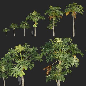 Carica papaya - Pawpaw 3D model 3D