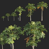 Carica papaya - Pawpaw 3D model