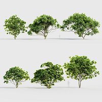 Ficus lyrata - Fiddle leaf fig 3D model
