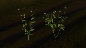 plant flora 3D model