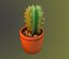 Cactus in a pot