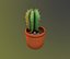 Cactus in a pot