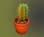 Cactus in a pot