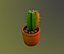 Cactus in a pot