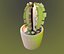 Cactus in a pot