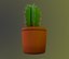 Cactus in a pot