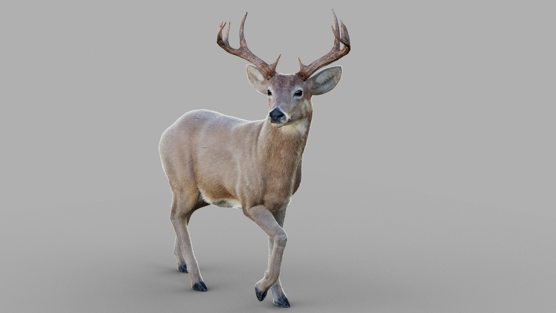 3D Deer 2025 RIG XGEN-CORE - TurboSquid 2462421