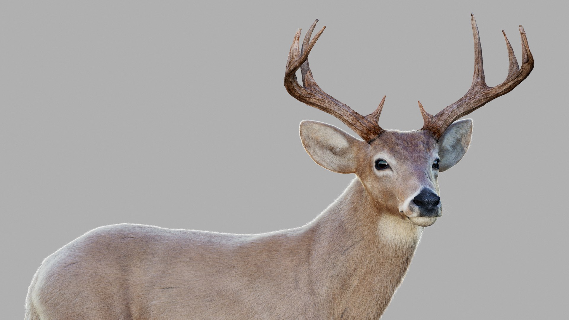 3D Deer 2025 RIG XGEN-CORE - TurboSquid 2462421