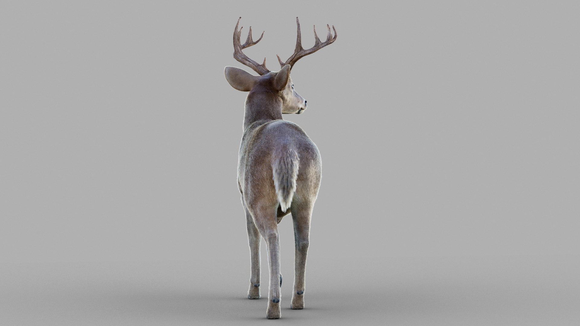 3D Deer 2025 RIG XGEN-CORE - TurboSquid 2462421
