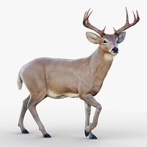3D Deer 2025 RIG XGEN-CORE