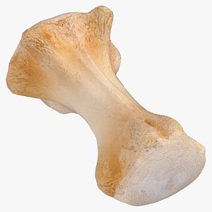 3D model Kangaroo Red Necked Wallaby Caudal Vertebrae Cd7