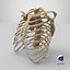 3D model RibCage