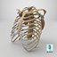 3D model RibCage