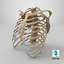 3D model RibCage