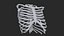 3D model RibCage
