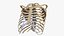 3D model RibCage