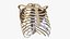 3D model RibCage