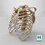 3D model RibCage