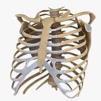 RibCage
