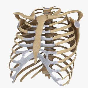 RibCage