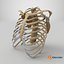 3D model RibCage