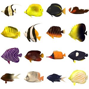 tropical fishes
