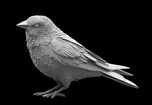 bird(1)