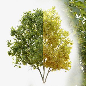 Acer platanoides two seasons 3D model