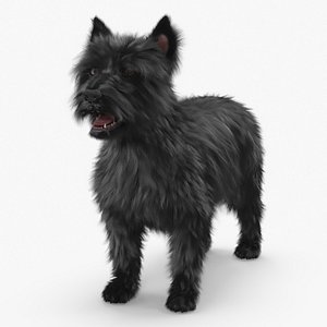 Mongrel Dog Dark Standard Pose Fur for Cinema 4D 3D model
