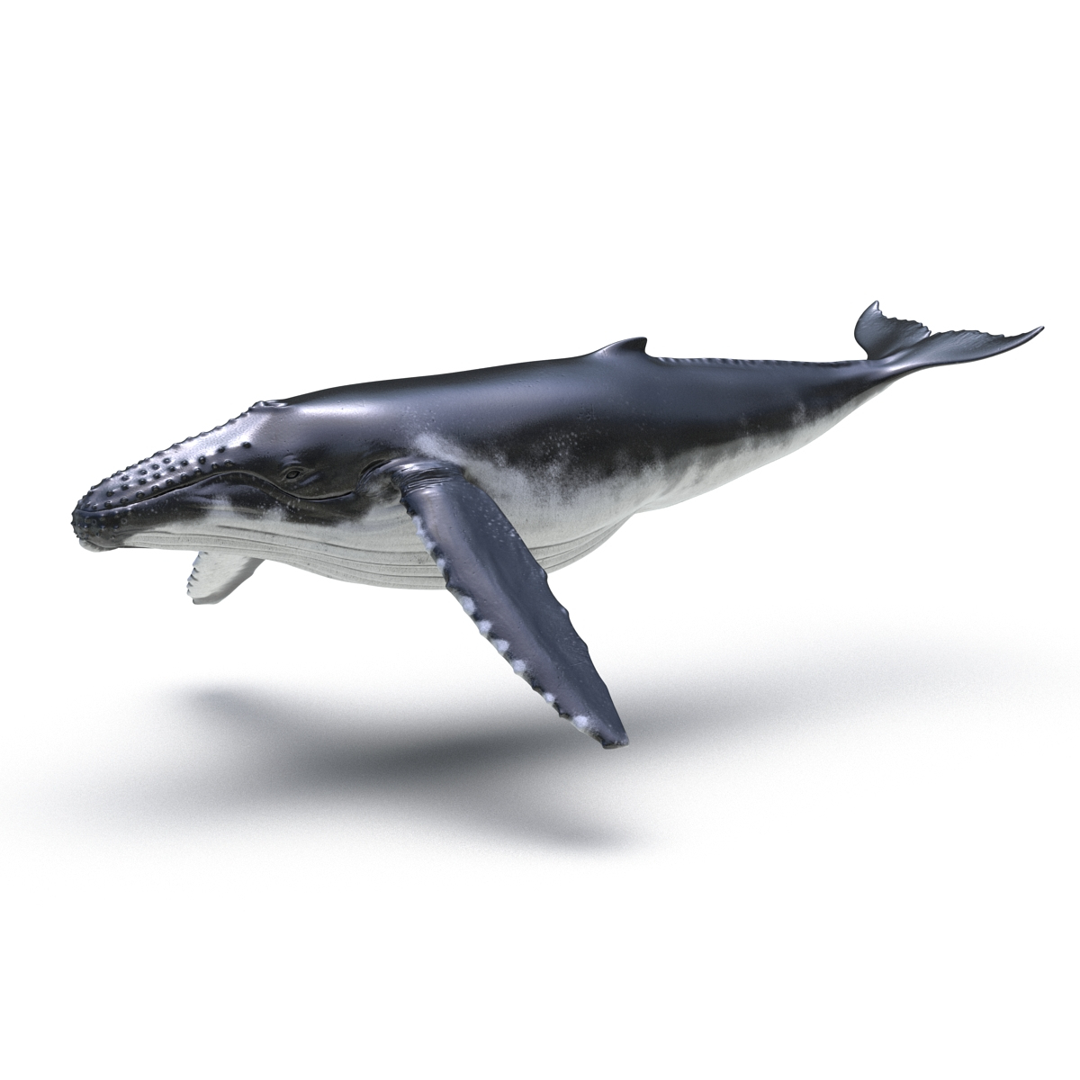 humpback whale rigged 3d model