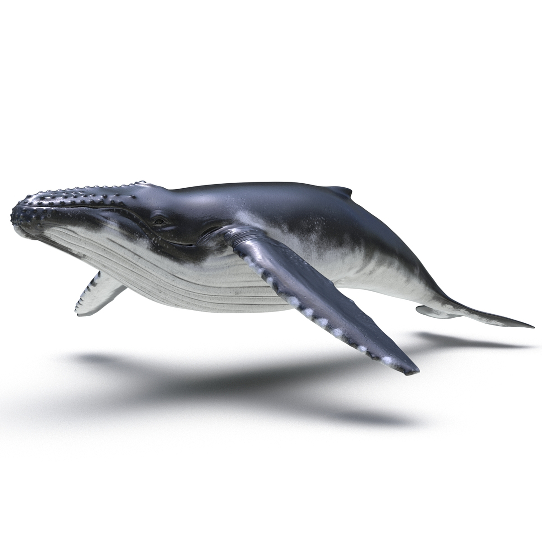 humpback whale rigged 3d model