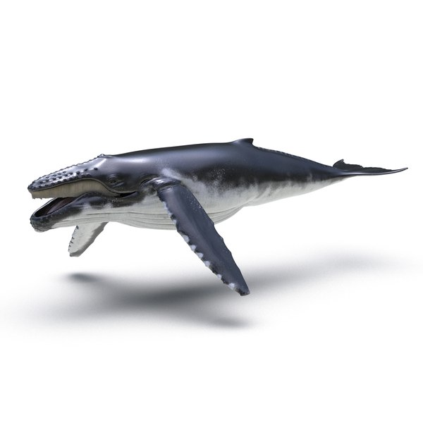 modelo 3d Ballena jorobada aparejada - TurboSquid 987731